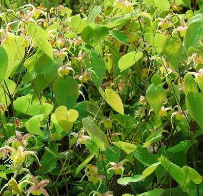 Elfenblume Fire Dragon - Epimedium Hybrid