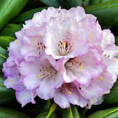 Großblumige Rhododendron Rexima 50-60cm - Alpenrose