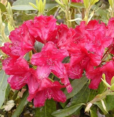 Großblumige Rhododendron Lagerfeuer 50-60cm - Alpenrose