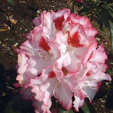 Großblumige Rhododendron Hachmanns Charmants® 50-60cm - Alpenrose