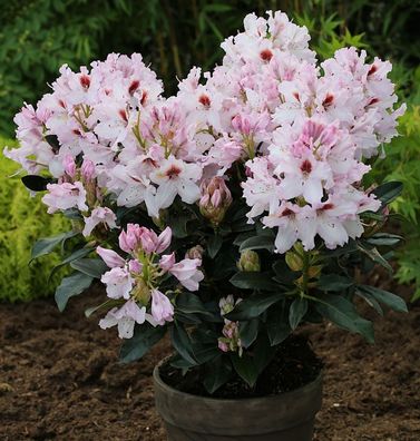 Inkarho - Großblumige Rhododendron Graffito® 50-60cm - Alpenrose