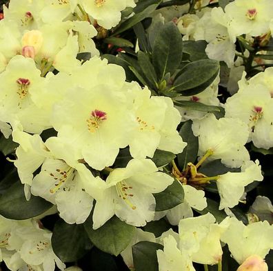 Hochstamm Rhododendron Flava 80-100cm - Alpenrose