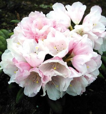Rhododendron Edelweiß 60-70cm - Alpenrose