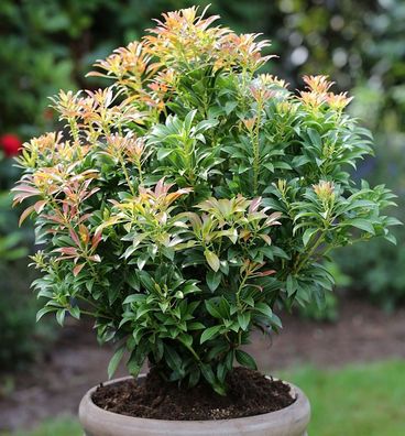 Schattenglöckchen Lavendelheide Passion® 40-50cm - Pieris japonica