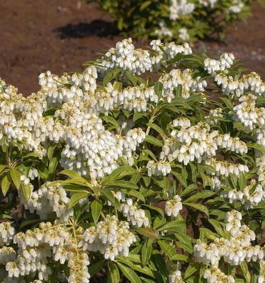 Schattenglöckchen Lavendelheide Purity 50-60cm - Pieris japonica