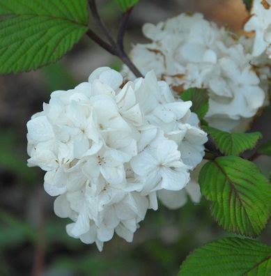 Etagen Schneeball Newport 30-40cm - Viburnum plicatum