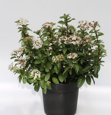 Mittelmeer Schneeball 25-30cm - Viburnum tinus