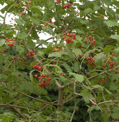 Zwerg Schneeball 20-30cm - Viburnum opulus
