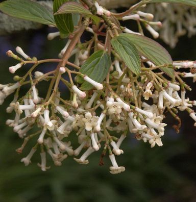 Schneeball Eskimo 30-40cm - Viburnum erubes