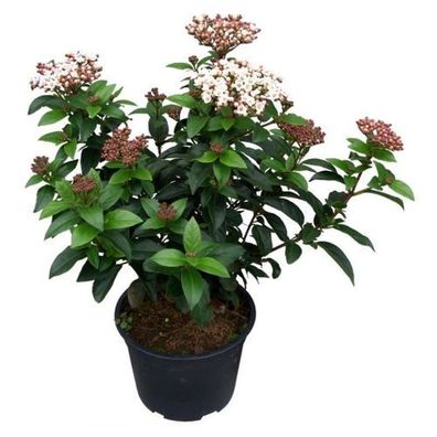 Mittelmeer Schneeball Lisa Rose 20-25cm - Viburnum tinus