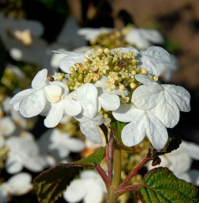 Japanischer Schneeball Summer Snowflake 30-40cm - Viburnum plicatum