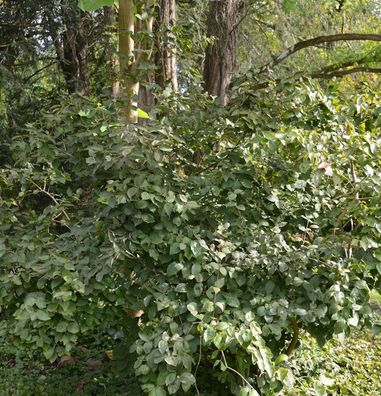Viburnum harryanum 25-30cm - Viburnum harryanum