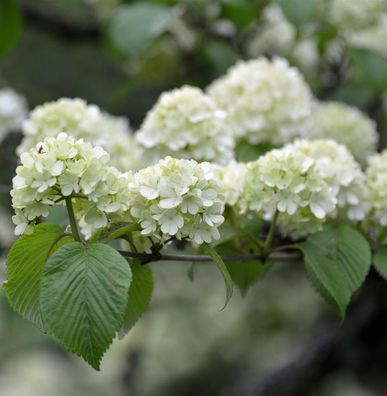 Japanischer Schneeball Rotundifolium 60-80cm - Viburnum plicatum