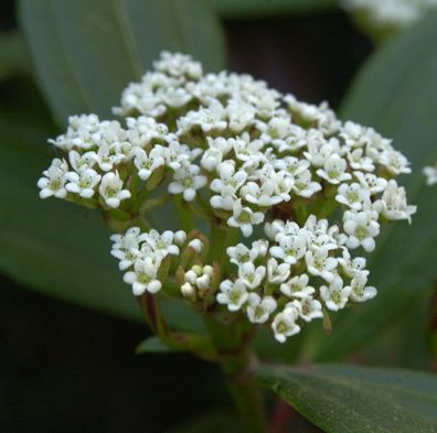 Immergrüner Zwergschneeball 100-125cm - Viburnum davidii