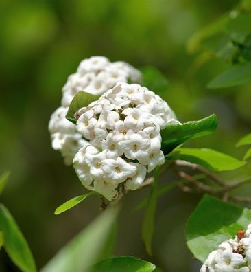 Hochstamm Osterschneeball Anne Russell 100-125cm - Viburnum burkwoodii