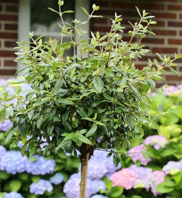 Hochstamm Osterschneeball Conoy 60-80cm - Viburnum burkwoodii