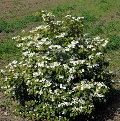 Gefüllter Schneeball Watanabe 100-125cm - Viburnum plicatum