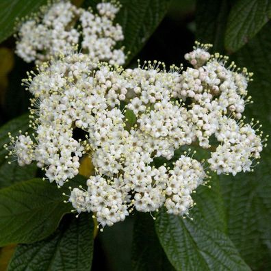 Immergrüner Zungen Schneeball 125-150cm - Viburnum rhytidophyllum