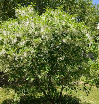 Virginischer Schneebaum 40-60cm - Chionanthus virginicus