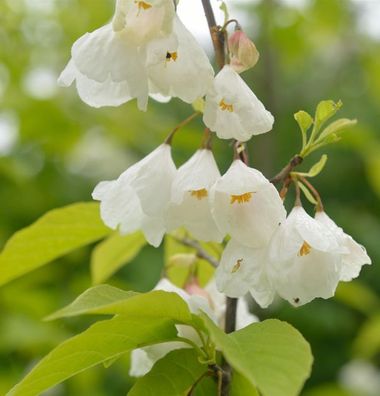 Schneeglöckchen Baum 80-100cm - Halesia carolina