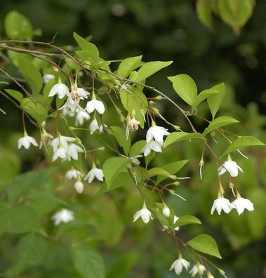 Schneeglöckchenstrauch 100-125cm - Styrax japonica