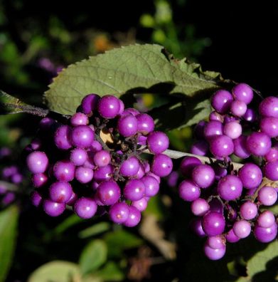 Liebesperlenstrauch Schönfrucht Imperial Pearl 60-80cm - Callicarpa bodinieri giraldi
