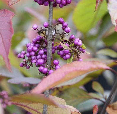 Hochstamm Liebesperlenstrauch Schönfrucht Profusion 80-100cm - Callicarpa bodinieri