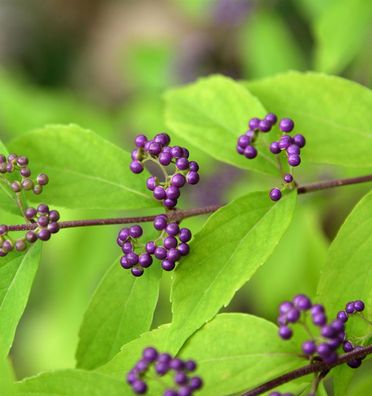 Purpur Schönfrucht Issai 80-100cm - Callicarpa dichotoma