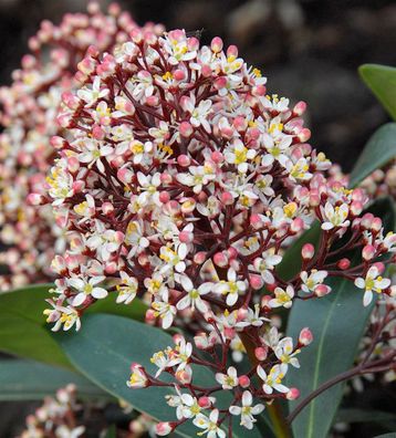 Japanische Skimmie Rubella 20-25cm - Skimmia japonica