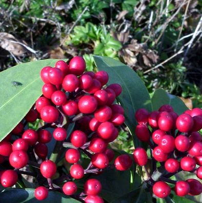 Japanische Fruchtskimmie 50-60cm - Skimmia japonica