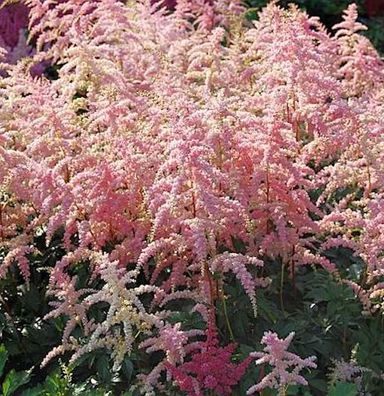 Prachtspiere Bressingham Beauty - Astilbe arendsii