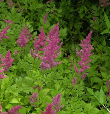 Prachtspiere Rotlicht - Astilbe arendsii
