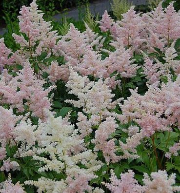 Prachtspiere Europa - Astilbe japonica