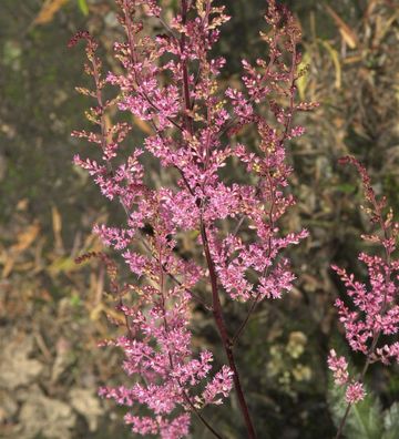 Prachtspiere Köln - Astilbe japonica