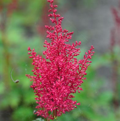 Prachtspiere Red Sentinel - Astilbe japonica