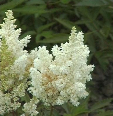 Prachtspiere Washington - Astilbe japonica