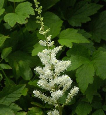 Prachtspiere Bergkristall - Astilbe arendsii