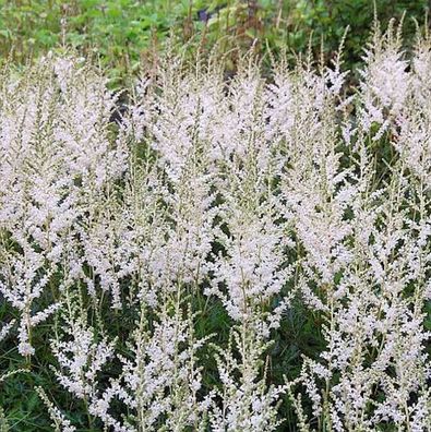 Prachtspiere Snow Sprite - Astilbe simplicifolia