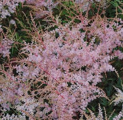 Prachtspiere Sprite - Astilbe simplicifolia