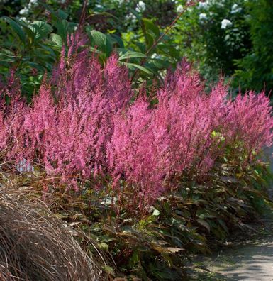 Prachtspiere Aphrodite - Astilbe simplicifolia
