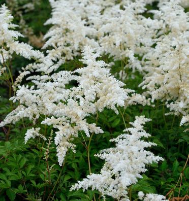 Prachtspiere Praecox Alba - Astilbe simplicifolia