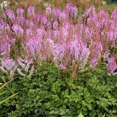 Prachtspiere Superba - Astilbe chinensis