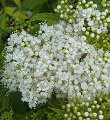 Weiße Zwergspiere 20-30cm - Spiraea japonica