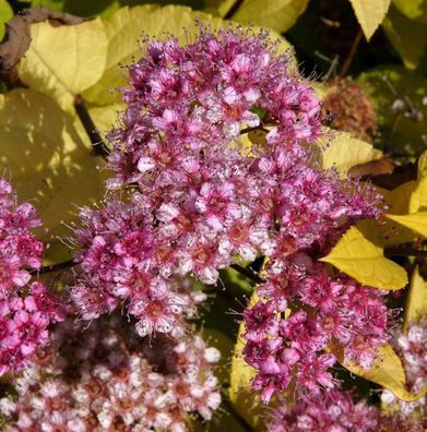Schneespierstrauch Golden Princess 20-30cm - Spiraea japonica