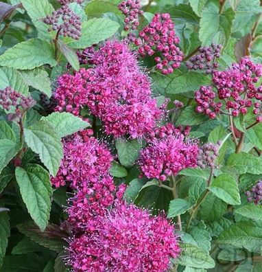Sommerspierstrauch Superstar 20-30cm - Spiraea japonica