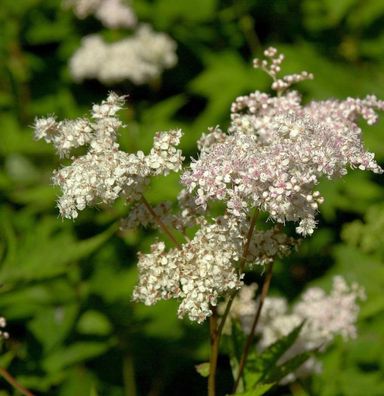 Sibirien Scheinspiere - Filipendula palmata