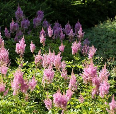 Prachtspiere Visions in Pink - Astilbe arendsii