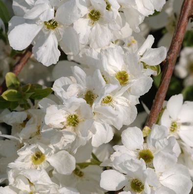 Kleine Prunkspiere The Bride 40-60cm - Exochorda macrantha