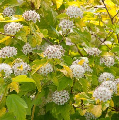 Blasenspiere Darts Gold 40-60cm - Physocarpus opulifolius