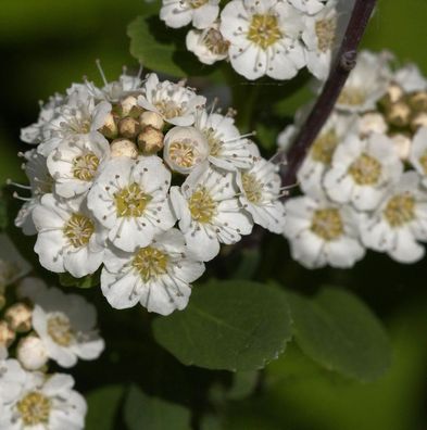 Birkenblättrige Spiere Tor Gold 30-40cm - Spiraea betulifolia